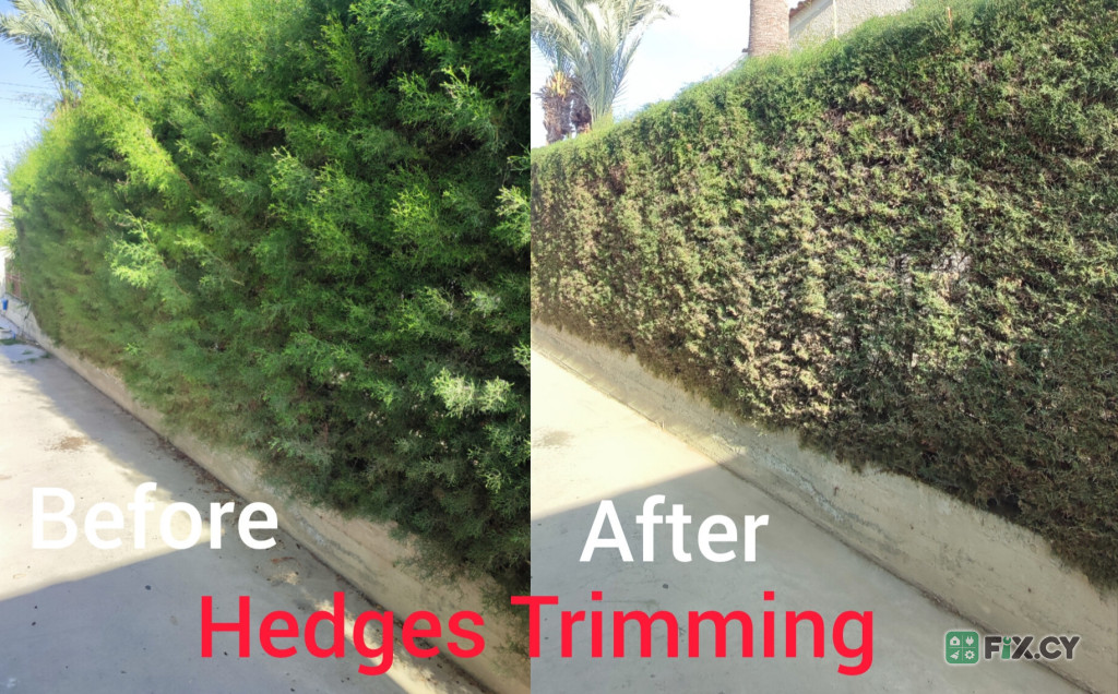 Professional Gardening Services in Larnaca