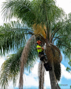 Palm tree cleaning in Nicosia