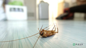 Fly Pest Control in Nicosia