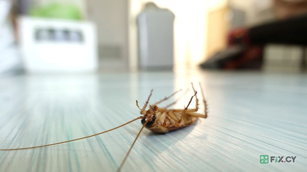 Fly Pest Control in Nicosia
