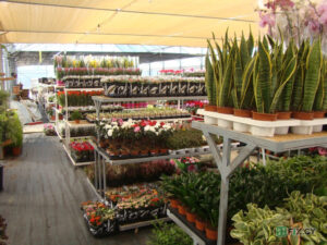 GARDEN and PLANTS – Φυτώριο-κήπος and φυτά in Nicosia