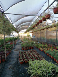 Christina Pieri Djama Nursery Ltd in Famagusta