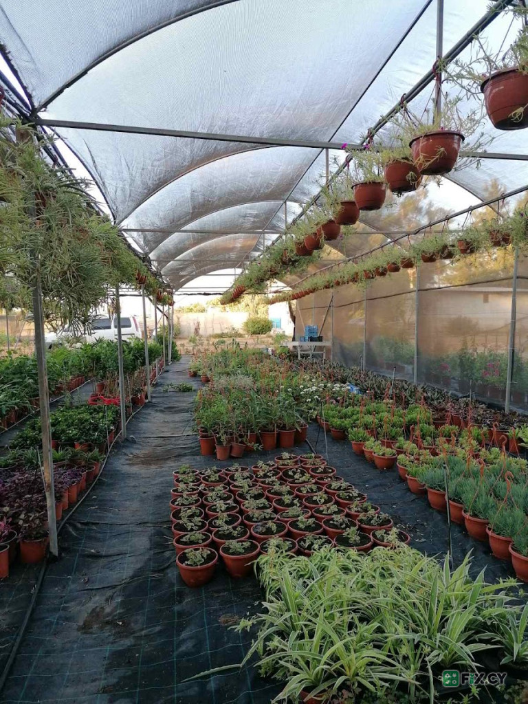 Christina Pieri Djama Nursery Ltd in Famagusta