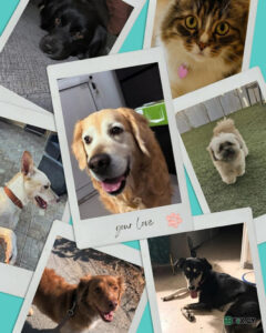 MA Pet Sitting Care in Larnaca