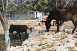 Animal Rescue Cyprus in Paphos