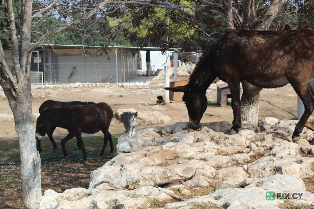 Animal Rescue Cyprus in Paphos