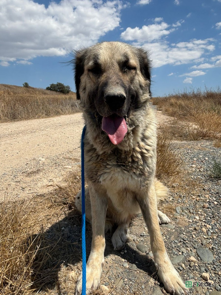 Simba Animal Aid Cyprus (Dog Shelter) in Famagusta