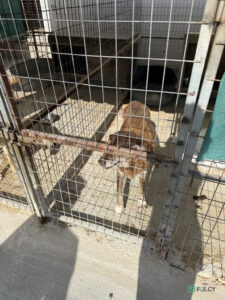 Aradippou DogShelter in Larnaca