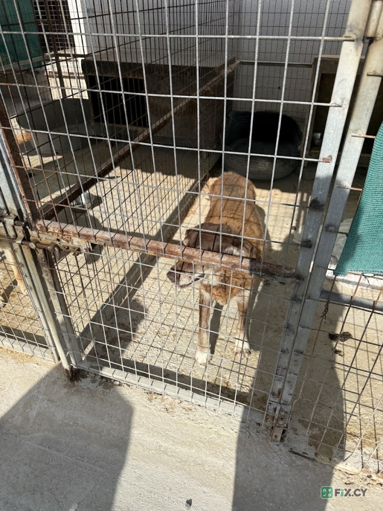 Aradippou DogShelter in Larnaca