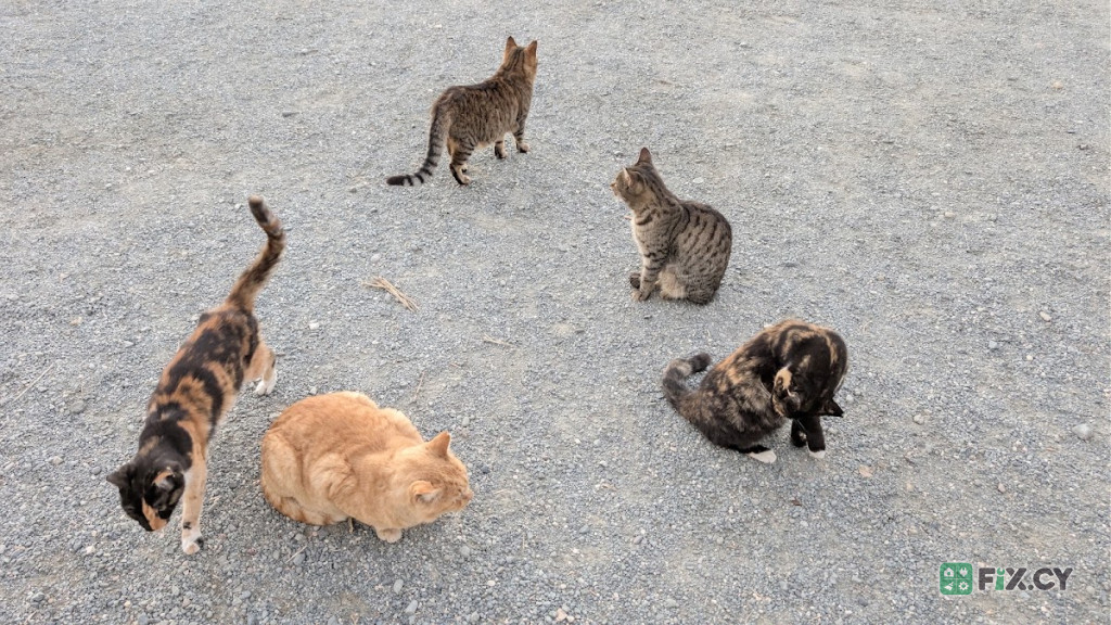 Cat Sanctuary – Cat park in Larnaca